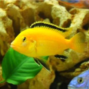 НЕСКОЛЬКО ПРАВИЛ ПО РАЗВЕДЕНИЮ ПИТОМЦЕВ